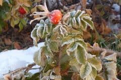 rose-kartoffel-rose-frucht-winter