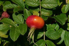 rose-kartoffel-rose-frucht
