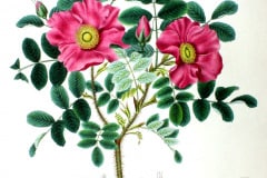 rose-kartoffel-rose-illustration