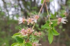 kirschpflaume-blatt-austrieb