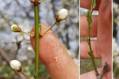 kirschpflaume-bluten-knospen