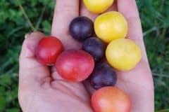 kirschpflaume-frucht-vaianten