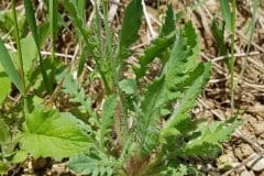 klatschmohn-austrieb