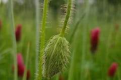 klatschmohn-blueten-knospe