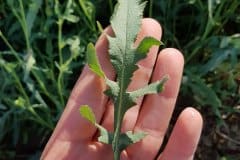 klatschmohn-einzelblatt