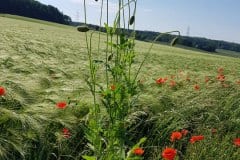 klatschmohn-erscheinungsbild