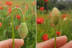 klatschmohn-gravitropismus