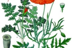klatschmohn-illustration