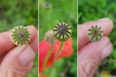 klatschmohn-narbenscheibe