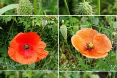 klatschmohn-saatmohn-unterschiede