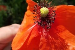 klatschmohn-staubblaetter-narbe