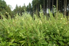 salbei-klebriger-bestand