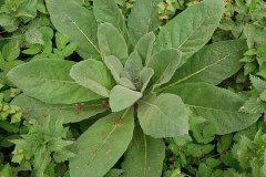 koenigskerze-kleinbluetige-blatt-rosette