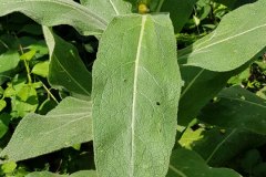 koenigskerze-kleinbluetige-einzelblatt