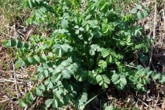 wiesenknopf-kleiner-blattrosette-fruehling