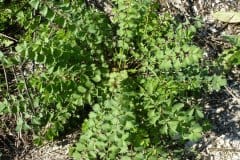 wiesenknopf-kleiner-blattrosette-herbst