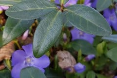 immergruen-kleines-blatt-oberseite