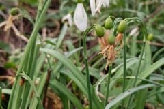 schneegloeckchen-kleines-frucht-beginn