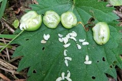 schneegloeckchen-kleines-fruechte-samen