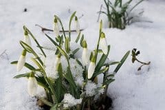 schneegloeckchen-kleines-im-schnee