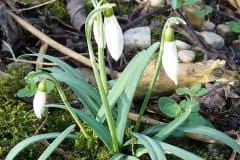 schneegloeckchen-kleines-kleine-gruppe