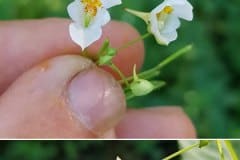 springkraut-kleines-blueten-weiss