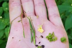 springkraut-kleines-samen