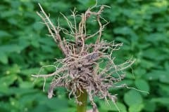 springkraut-kleines-wurzeln