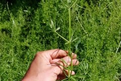 labkraut-kletten-erscheinungsbild