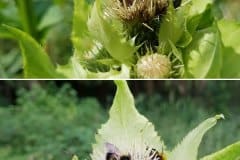 kratzdistel-kohl-bestaeuber