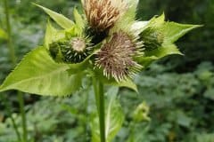 kratzdistel-kohl-bluetenstand