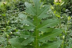 kratzdistel-kohl-einzelblatt