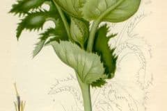 kratzdistel-kohl-illustration