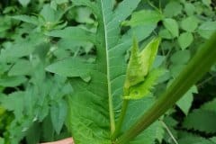 kratzdistel-kohl-staengel-blatt