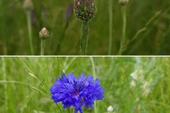 kornblume-bluete-knospen