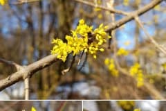 kornelkirsche-bluete