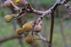 kornelkirsche-blueten-knospen