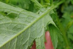 ringdistel-krause-blatt-unterseite