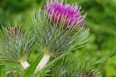 ringdistel-krause-blueten