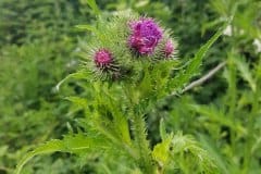 ringdistel-krause-bluetenstand