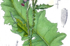 ringdistel-krause-illustration