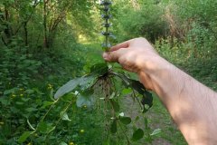 kriechender-guensel-ganze-pflanze