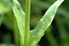 kuckucks-lichtnelke-blaetter