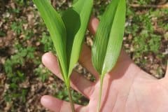 maigloeckchen-baerlauch-vergleich