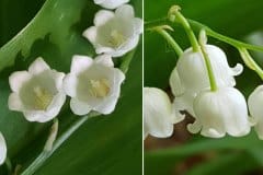 maigloeckchen-blueten-detail