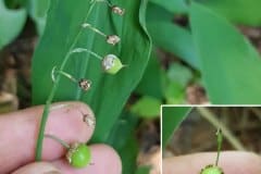 maigloeckchen-fruechte-unfreif