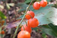 maigloeckchen-fruechte