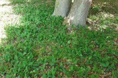maigloeckchen-schatten-bestand