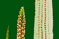 mais-entwicklung