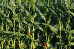 mais-erscheinungsbild